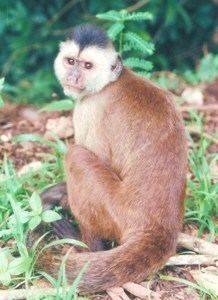 Kaapori capuchin httpss32postimgorgw9vkg2gslCebuskaaporiLi