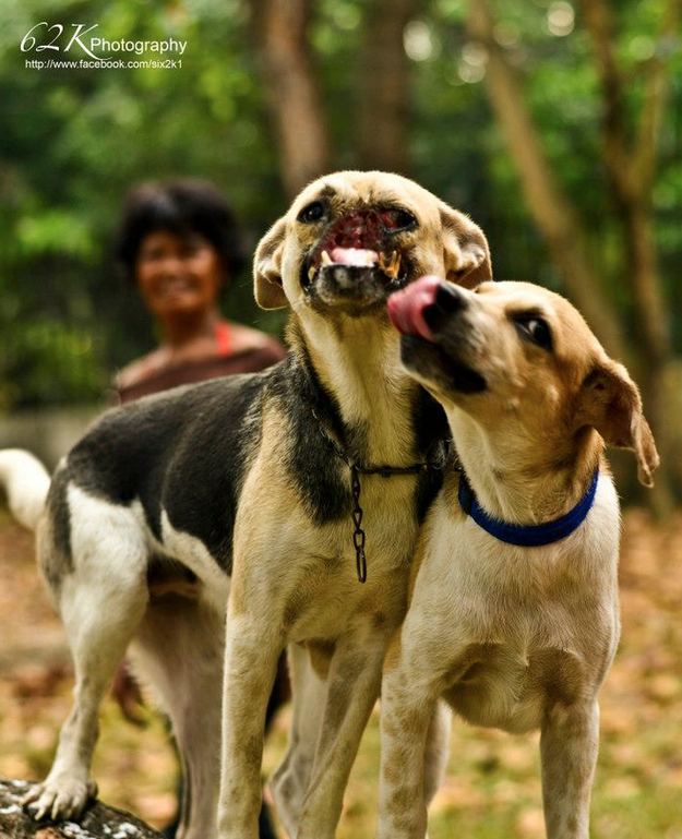 Kabang The Amazing Story Of Kabang The Hero Dog Without A Snout