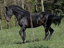 Kabarda horse httpsuploadwikimediaorgwikipediacommonsthu