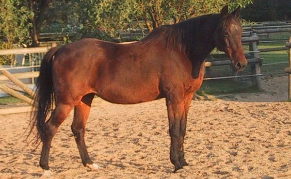 Kabarda horse 1000 images about KABARDA HORSE on Pinterest Seals The hard and