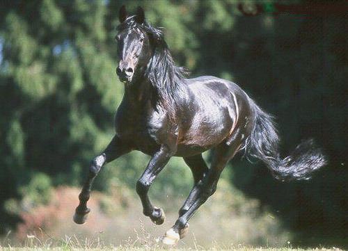 Kabarda horse 1000 images about KABARDA HORSE on Pinterest Seals The hard and