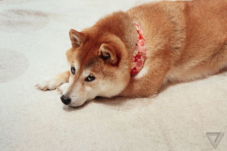 Kabosu Wow this is doge The Verge