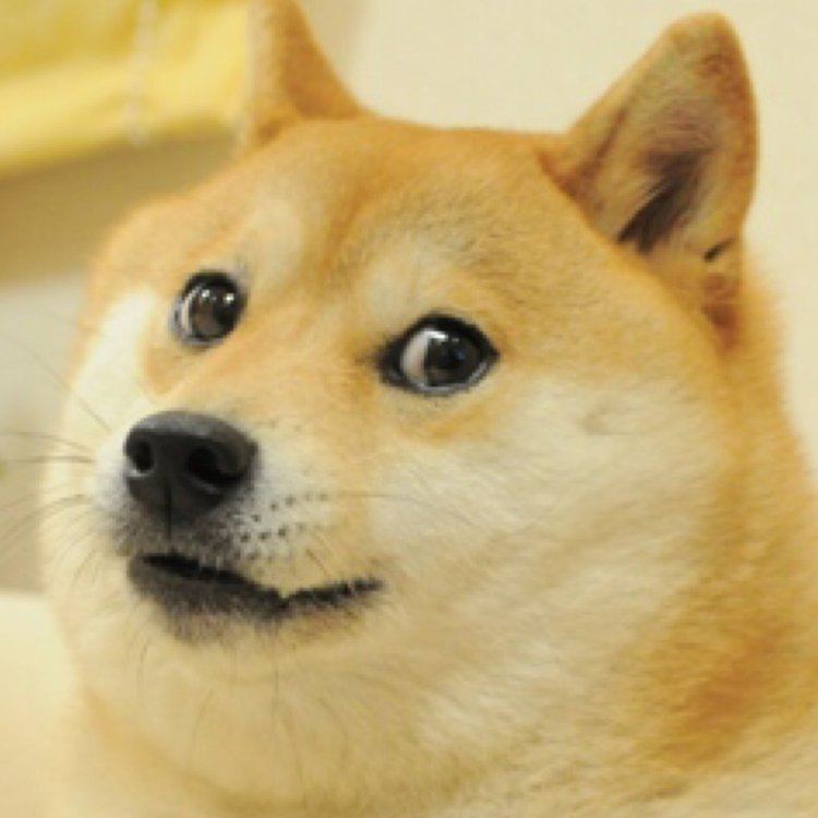 Kabosu Kabosu the Doge WowSoDogeWow Twitter