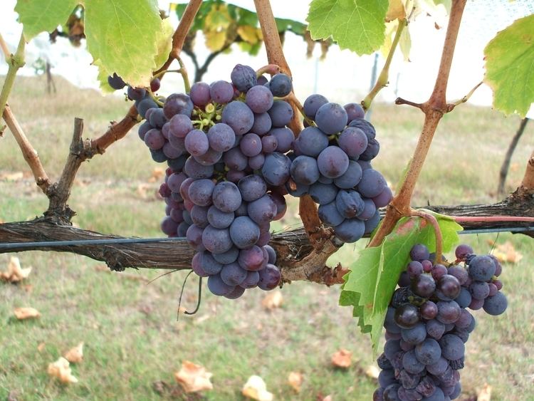 Kadarka Furmint and Kadarka wine grapes in Western Australia Department of