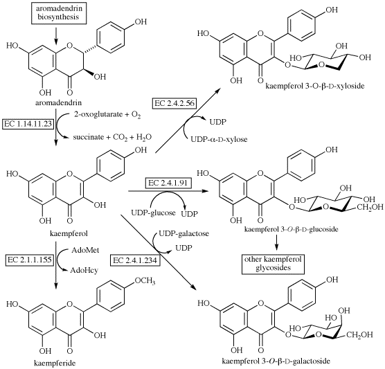 Kaempferol kaempferol biosynthesis