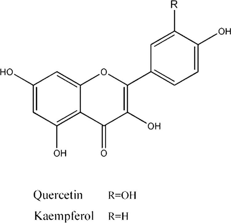 Kaempferol The Bioflavonoid Kaempferol Is an Abcg2 Substrate and Inhibits Abcg2