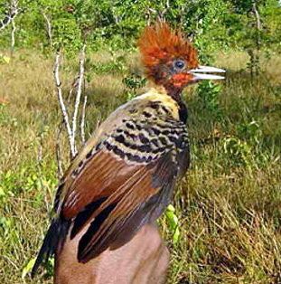 Kaempfer's woodpecker Kaempfer39s Woodpecker Celeus obrieni Wiki