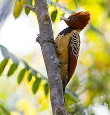 Kaempfer's woodpecker httpsuploadwikimediaorgwikipediacommonsthu