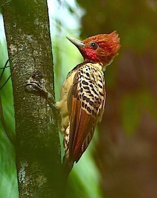 Kaempfer's woodpecker Kaempfer39s Woodpecker Celeus abrieni is a beautiful and rare