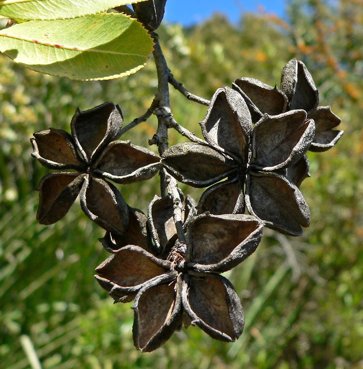 Kageneckia FileKageneckia oblonga 5jpg Wikimedia Commons