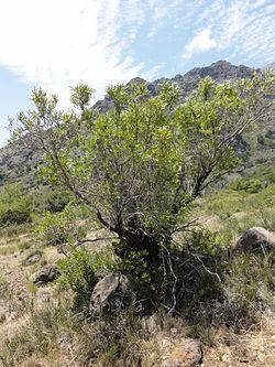 Kageneckia angustifolia httpsuploadwikimediaorgwikipediacommonsthu