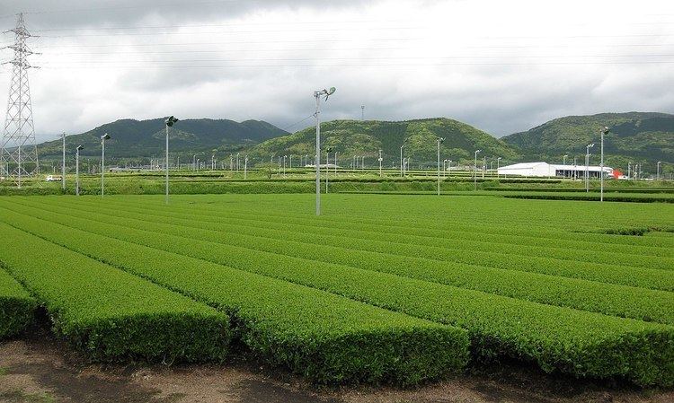 Kagoshima green tea