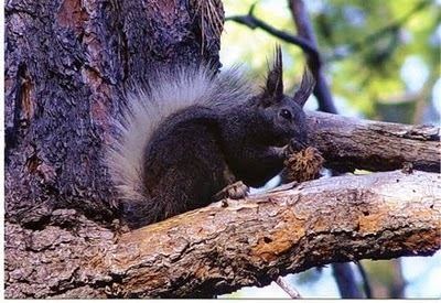 Kaibab squirrel The News For Squirrels Squirrel Facts The Kaibab Squirrel