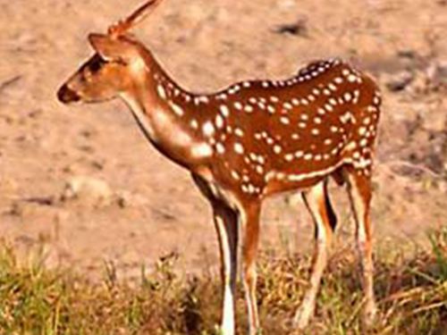 Kaimur Wildlife Sanctuary kaimoor wildlife sanctuary Forest and Wildlife Department Uttar