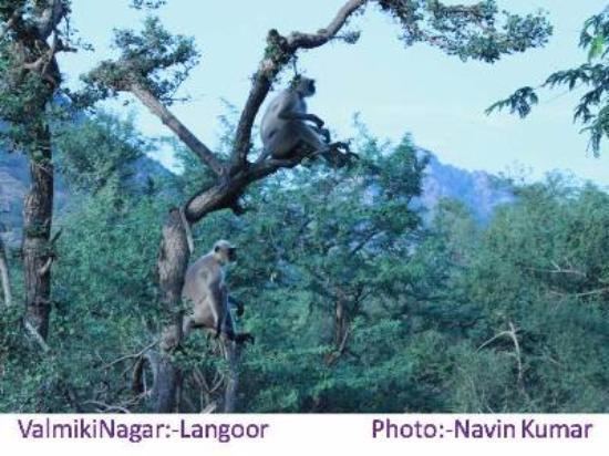 Kaimur Wildlife Sanctuary Kaimoor Wildlife Sanctuary Varanasi Top Tips Before You Go