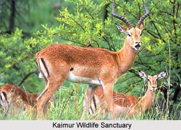 Kaimur Wildlife Sanctuary Wildlife Sanctuary Bihar