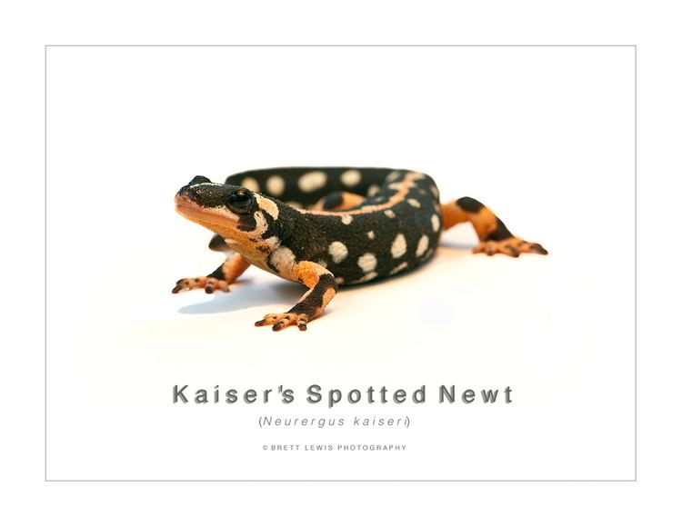 Kaiser's spotted newt Kaiser39s Spotted Newt CR Reptiles and Amphibians of the UK
