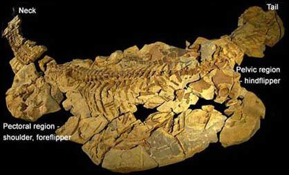 Kaiwhekea Kaiwhekea katiki a Late Cretaceous plesiosaur from high southern