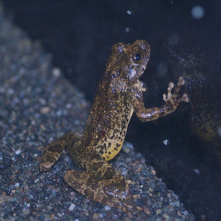 Kajika frog httpsuploadwikimediaorgwikipediacommonsee