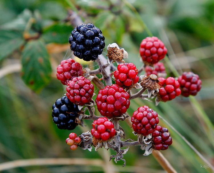 KAJO Autumn Blackberriesquot by kajo Redbubble