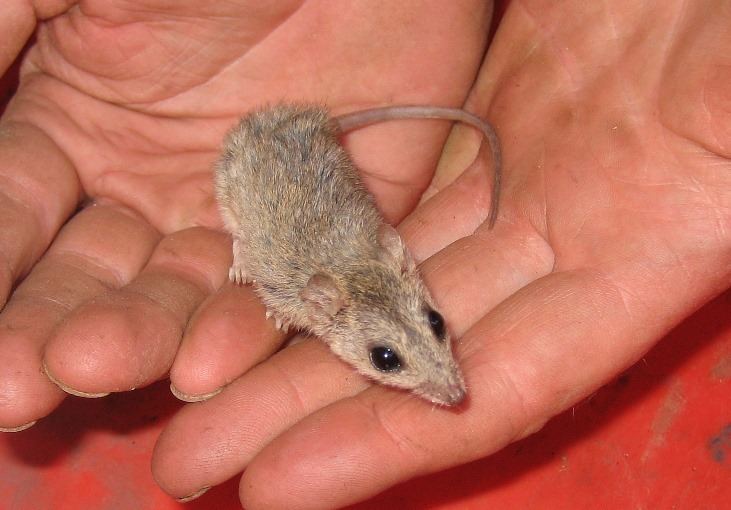 Kakadu dunnart wwwaustralianwildlifeorgmedia59026kakadudunn