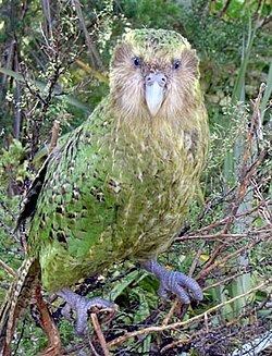 Kakapo httpsuploadwikimediaorgwikipediacommonsthu