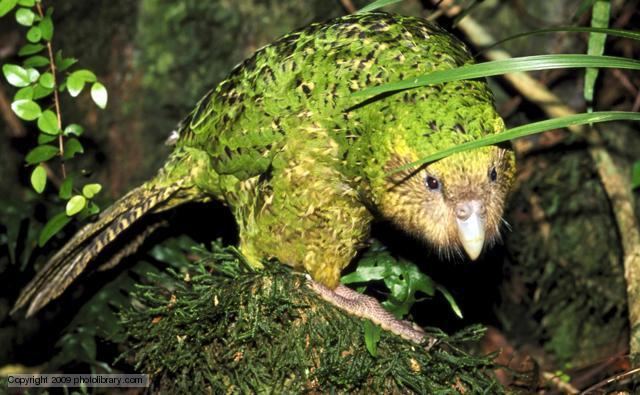 Kakapo BBC Nature Kakapo videos news and facts