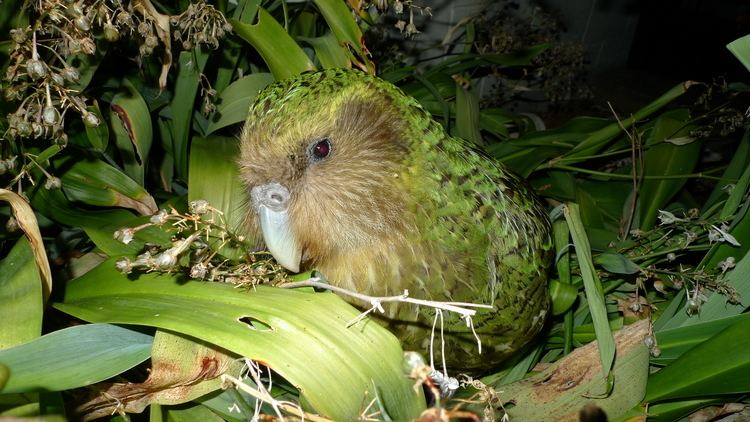 Kakapo Kakapo Wikipedia