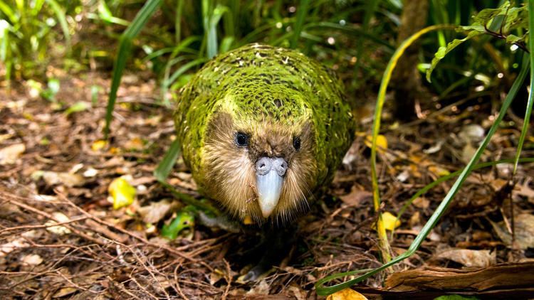 Kakapo The Critically Endangered Kakapo Parrot Is Having One Fantastic Year