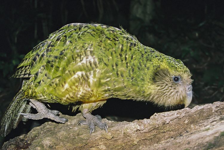 Kakapo Kakapo New Zealand Birds Online