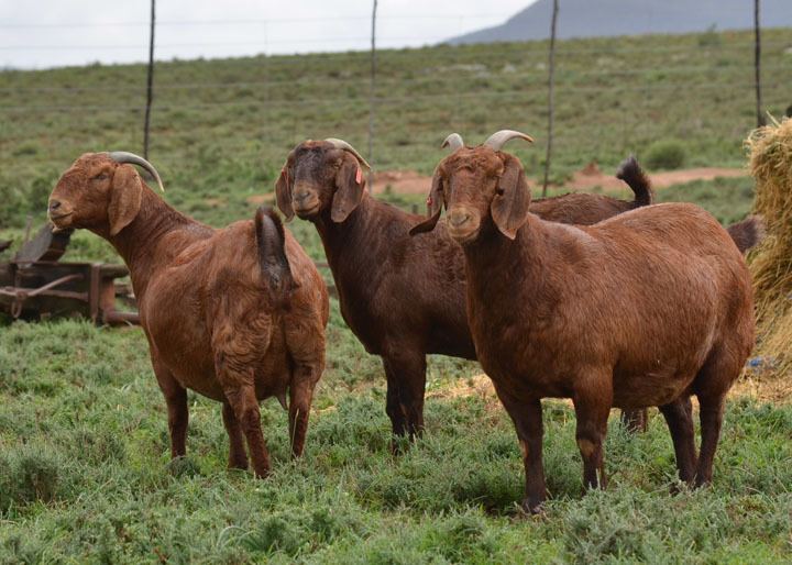 Kalahari Red Kalahari Red Goat Exports
