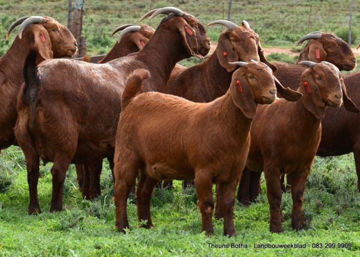 Kalahari Red Kalahari Red Goat Exports