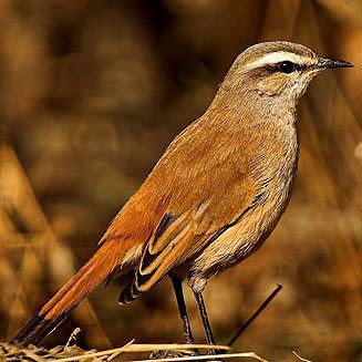 Kalahari scrub robin wwwbiodiversityexplorerorgbirdsmuscicapidaeim