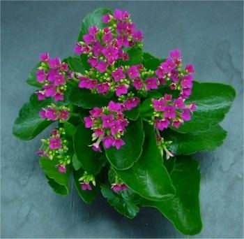 Kalanchoe httpsuploadwikimediaorgwikipediacommons66