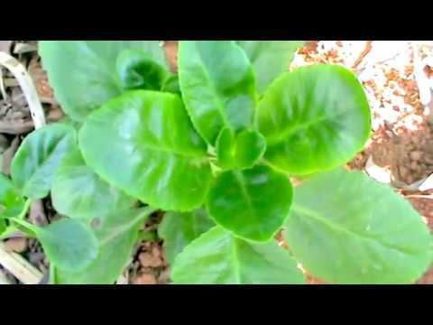 Kalanchoe brasiliensis Plantas Medicinais Saiao Kalanchoe brasiliensis YouTube