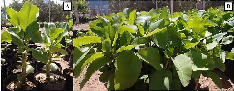 Kalanchoe brasiliensis Inhibitory Effects of Hydroethanolic Leaf Extracts of Kalanchoe