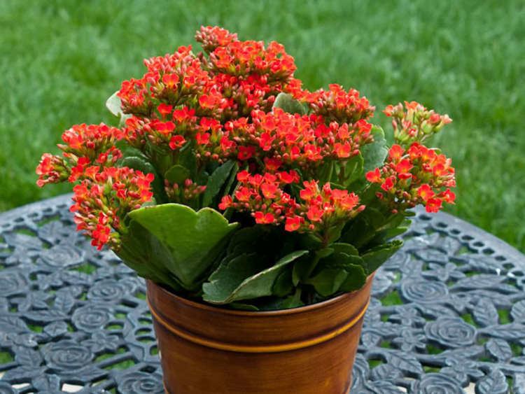 Kalanchoe How to Grow and Care for Kalanchoe World of Succulents