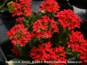 Kalanchoe HGIC 1563 Kalanchoe Extension Clemson University South Carolina