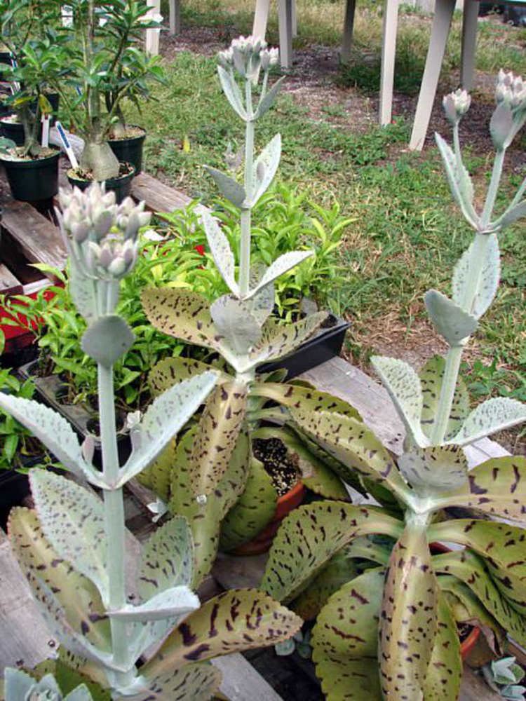 Kalanchoe gastonis-bonnieri Kalanchoe gastonisbonnieri Donkey Ears World of Succulents