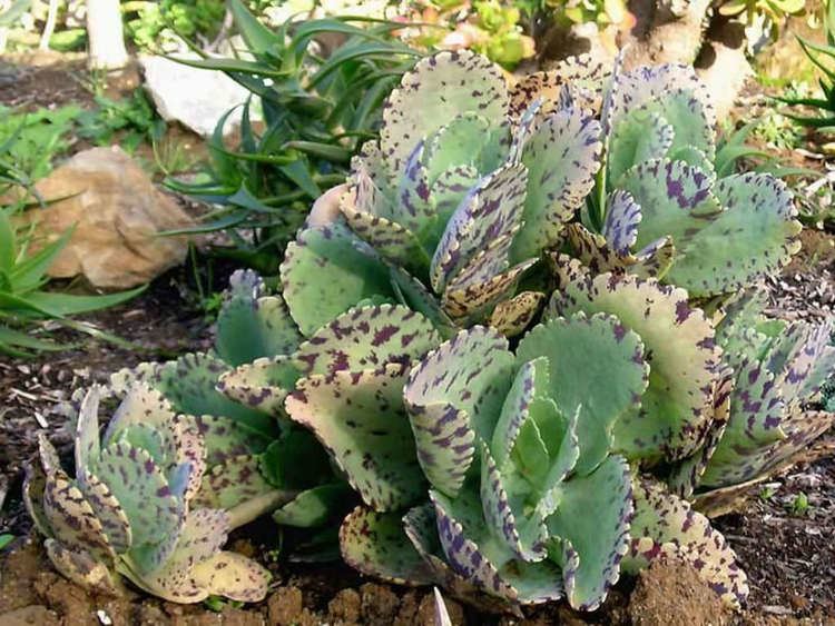 Kalanchoe marmorata Kalanchoe marmorata Penwiper Plant World of Succulents