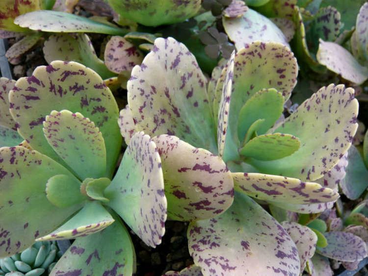 Kalanchoe marmorata Kalanchoe marmorata Penwiper Plant World of Succulents