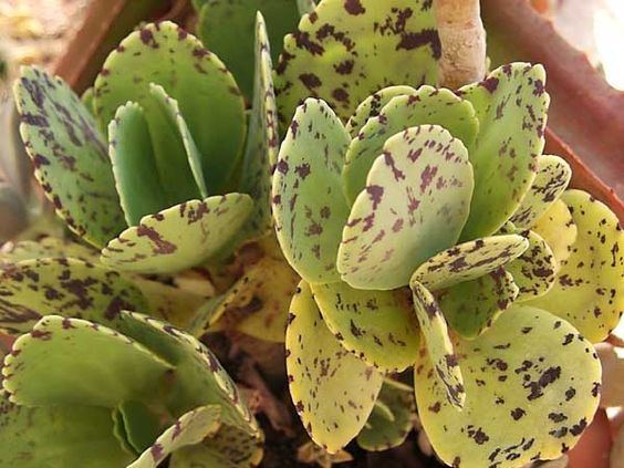 Kalanchoe marmorata kalanchoe marmorata PenWiper plant Unfortunately this is toxic