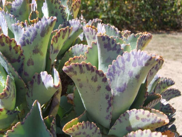 Kalanchoe marmorata Kalanchoe marmorata Penwiper Plant World of Succulents