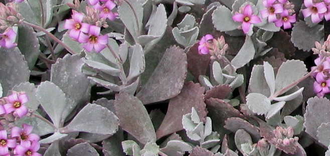 Kalanchoe pumila Flower Dust Plant Kalanchoe pumila