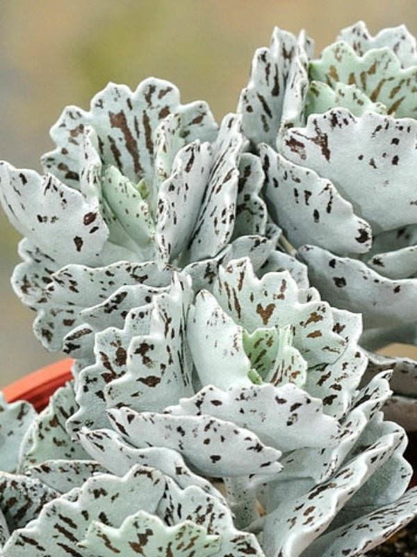 Kalanchoe rhombopilosa Kalanchoe rhombopilosa Pies from Heaven World of Succulents