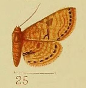 Kalenga (moth)