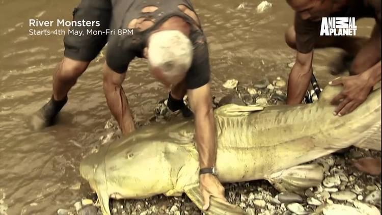 Kali River goonch attacks River Monsters Kali River Goonch YouTube