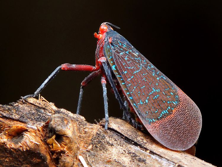 Kalidasa (bug)