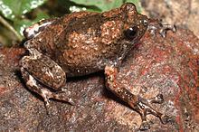 Kalinga narrowmouth toad httpsuploadwikimediaorgwikipediacommonsthu