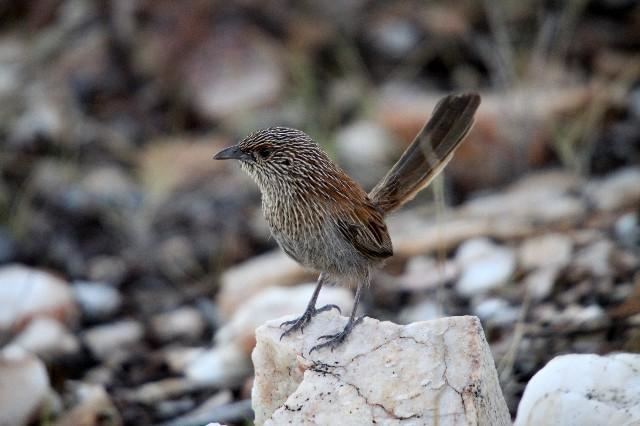 Kalkadoon grasswren Kalkadoon Grasswren Amytornis ballarae Foraging on a spinefex